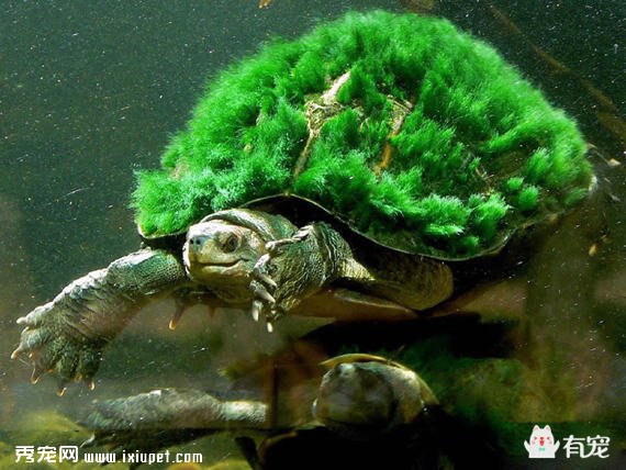 ��������ϳ�ë�Ĺ���