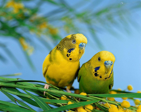����Ƥ���Ļ�˵���𡿽̻�Ƥ����˵���Ľ�ѧǰ׼��������