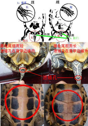 �����ڹ���ô�ֹ�ĸͼ������ڹ깫ĸ