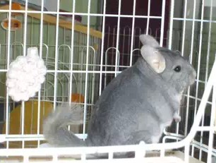 ������ɫ��è����Ǯ������ɫ��è�۸�Ʒ�ֽ���