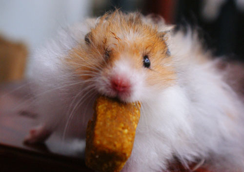 ����˿�ܲ��󡿽�˿�ܲ���Ļ�ɫ������ܼ�ͼƬ