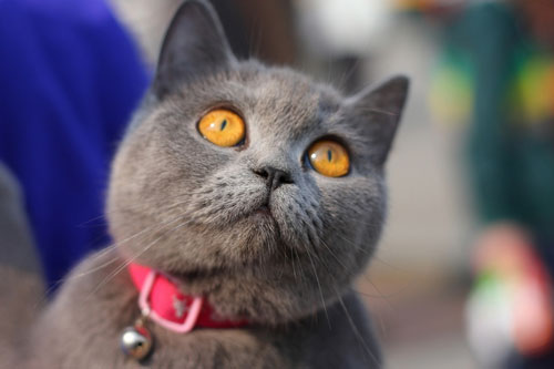 ��Ӣ����ëèͼƬ������Ϻ����Ӣ����ëè