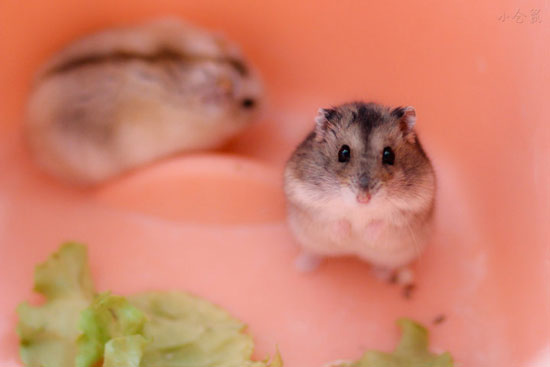 ������ͼƬ����Ƥ���ȵ�С����