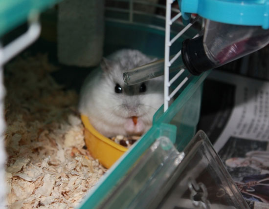 ������ͼƬ��������ӵ�С����
