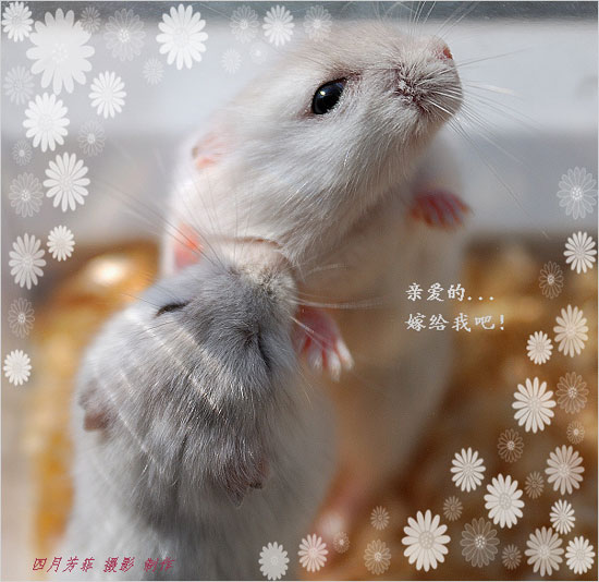 ������ͼƬ����С�����������ץ��