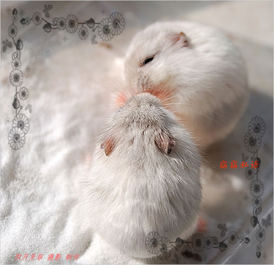 ������ͼƬ����С�����������ץ��