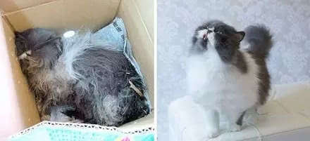 ������������è��ǰ��Աȣ�Ը���������Դ���