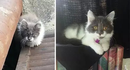 ������������è��ǰ��Աȣ�Ը���������Դ���