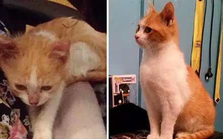 ������������è��ǰ��Աȣ�Ը���������Դ���