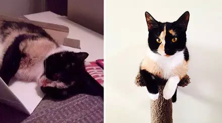 ������������è��ǰ��Աȣ�Ը���������Դ���
