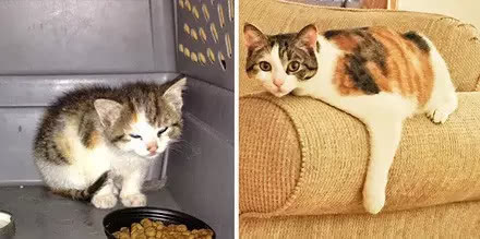 ������������è��ǰ��Աȣ�Ը���������Դ���