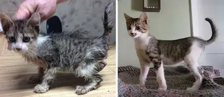 ������������è��ǰ��Աȣ�Ը���������Դ���