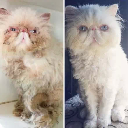 ������������è��ǰ��Աȣ�Ը���������Դ���