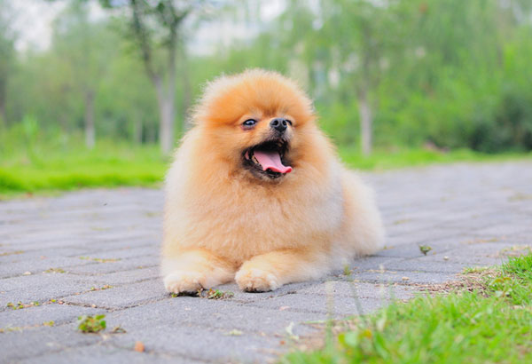 ������ȮͼƬ����ͷ����ô����Ϊ�Ҳ�֪����