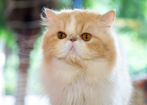 �����èè�۲����л���