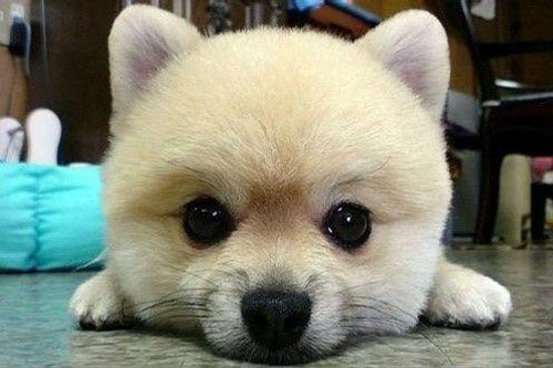 ����Ȯ������Ҫ��