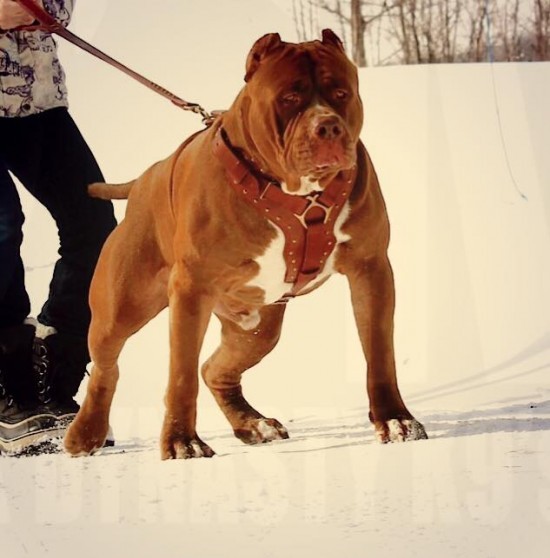 The-Hulk-pitbull6-550x558