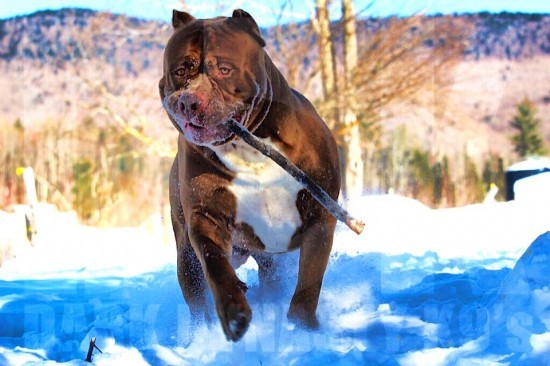The-Hulk-pitbull3-550x366