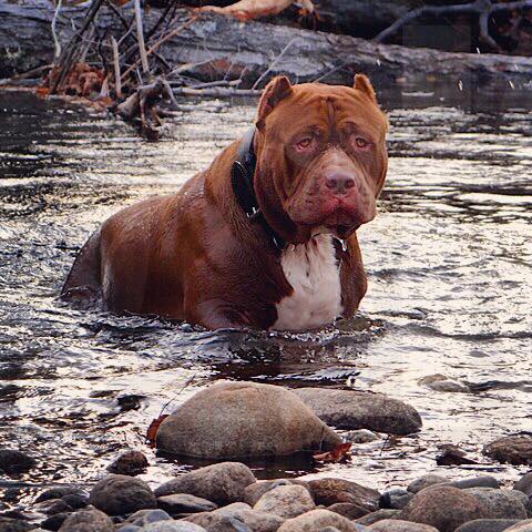 The-Hulk-pitbull7