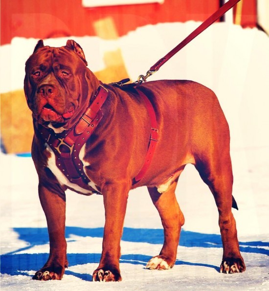 The-Hulk-pitbull2-550x595