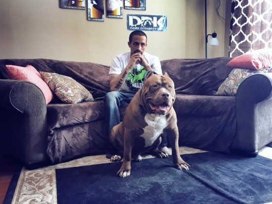 The-Hulk-pitbull9-550x412