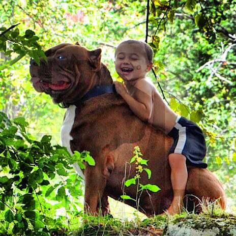 The-Hulk-pitbull10