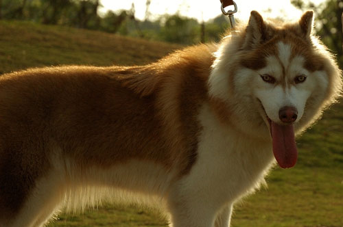 ����˹��ѩ��Ȯ�͹�ʿ�������