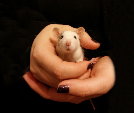 cute-pet-rats-64__880