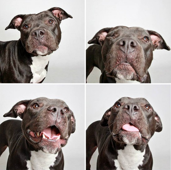 adopted-dog-teton-pitbull-humane-society-utah-13