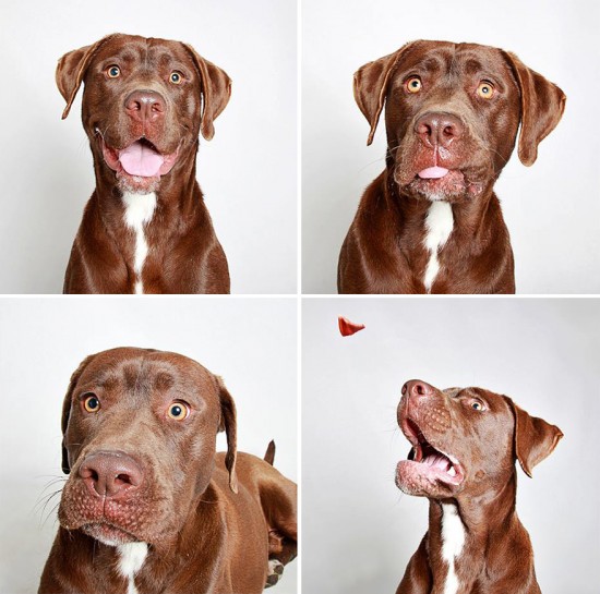 adopted-dog-teton-pitbull-humane-society-utah-12