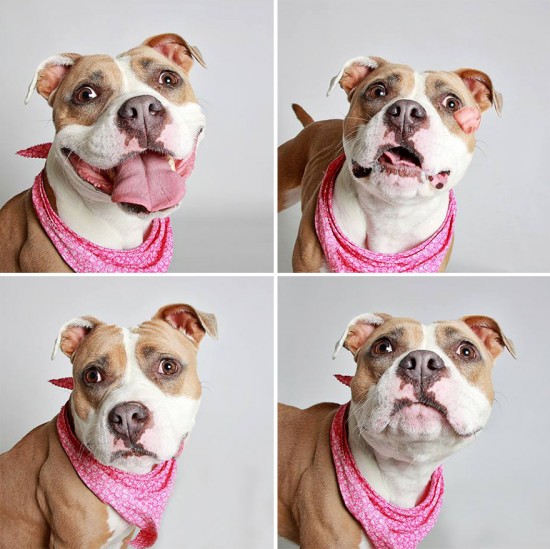 adopted-dog-teton-pitbull-humane-society-utah-3