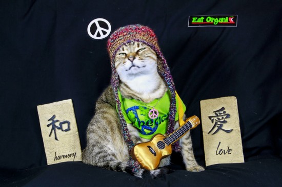 The-Best-Dressed-Cat-On-The-Internet7__880