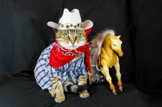 The-Best-Dressed-Cat-On-The-Internet1__880