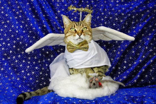 The-Best-Dressed-Cat-On-The-Internet2__880