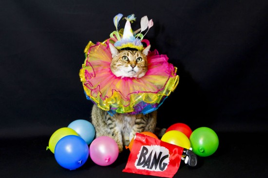 The-Best-Dressed-Cat-On-The-Internet5__880
