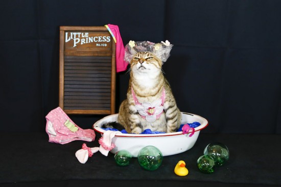 The-Best-Dressed-Cat-On-The-Internet6__880