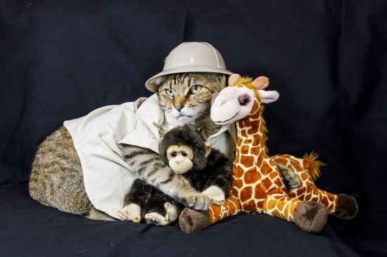 The-Best-Dressed-Cat-On-The-Internet4__880