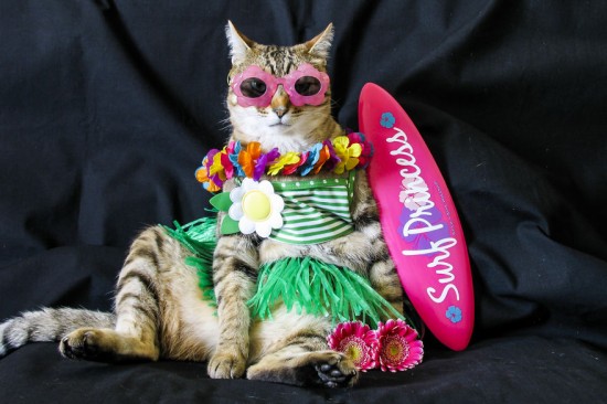 The-Best-Dressed-Cat-On-The-Internet__880