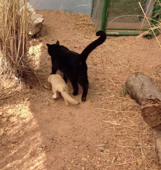 happy-fennex-fox-reunites-with-cat-friend-international-primate-rescue-3
