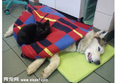 ������һֻС��è�ͽ�����ҽԺ�󡭡�