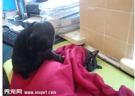 ������һֻС��è�ͽ�����ҽԺ�󡭡�