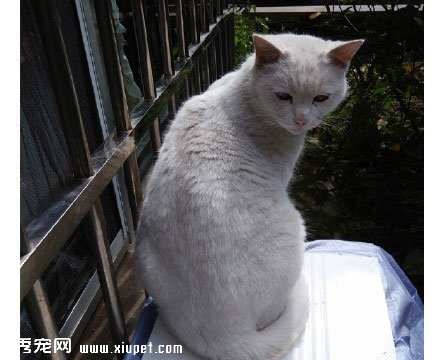 ����Բ����ң����벻Ҫ�˺���... 