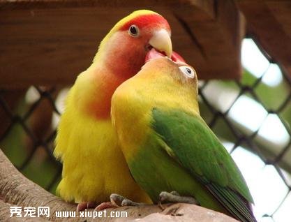 ��ĵ�����ĳ�ʲô��ĵ�����ĵ�ʳ�ﰮ���Լ�ʳ�����