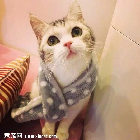 ����èָ�ϡ�����è����������Ҫ�˽�è����������
