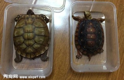 ����͵��106ֻ������ֳ���������