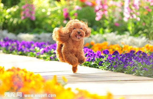 ��ѧ���о����빷������ʹ�������Ĺ�ϵ������