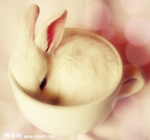���ӽ�Ƥ�׸����Ԥ����