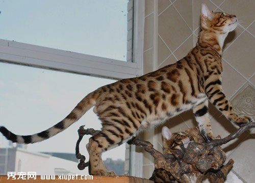 ����С��ʿ��è����ȷ����������