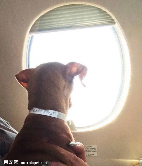 shelter-dog-airplane-transport-wings-of-rescue-yehuda-netanel-14