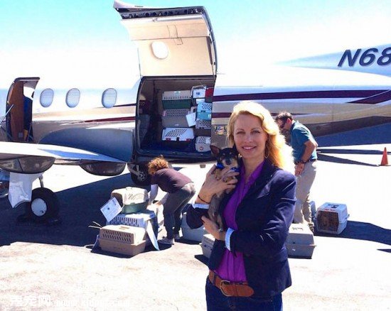 shelter-dog-airplane-transport-wings-of-rescue-yehuda-netanel-11